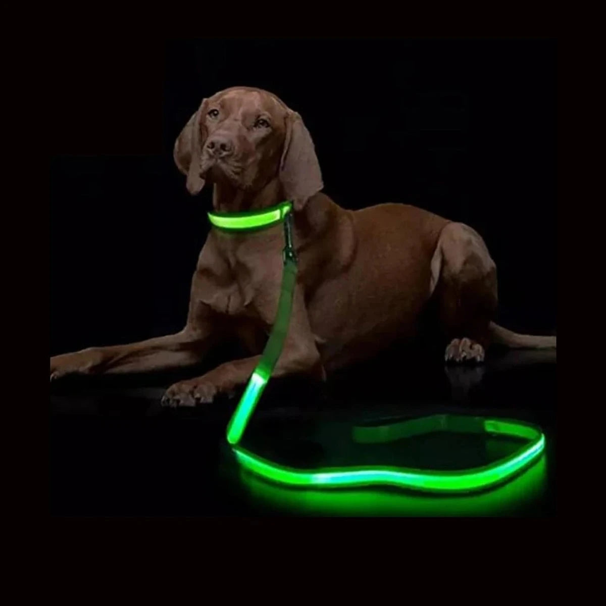 PawCool Leuchthalsband und Leine für Hunde – Sicherheit bei Nacht