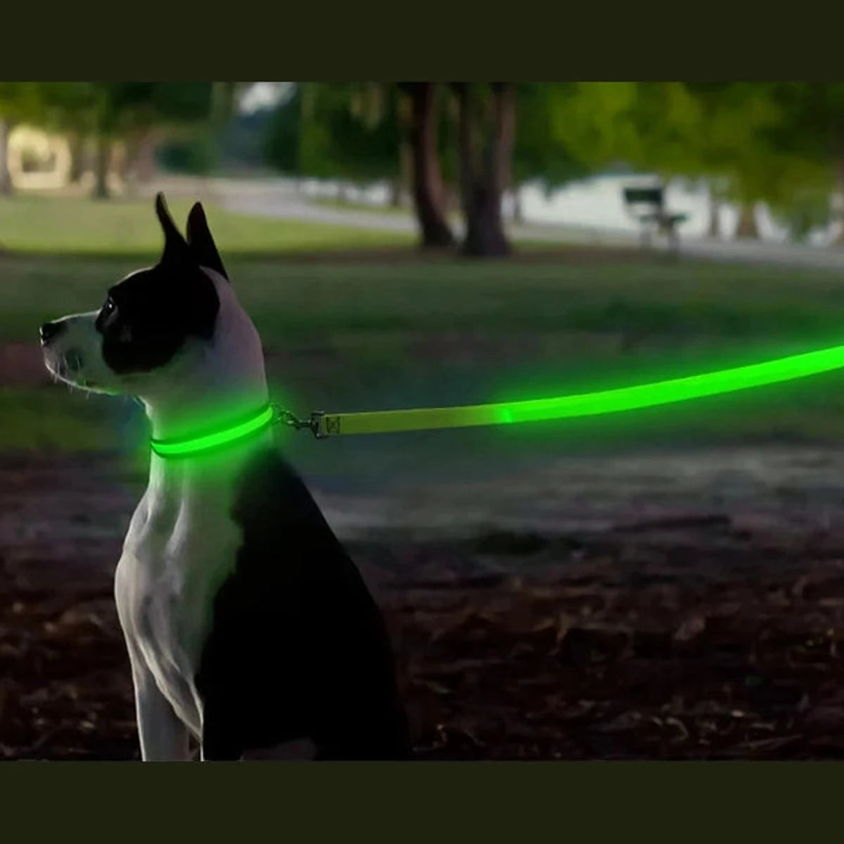 PawCool USB wiederaufladbare LED-Hundeleine – 3 Leuchtmodi für Sicherheit bei Nacht