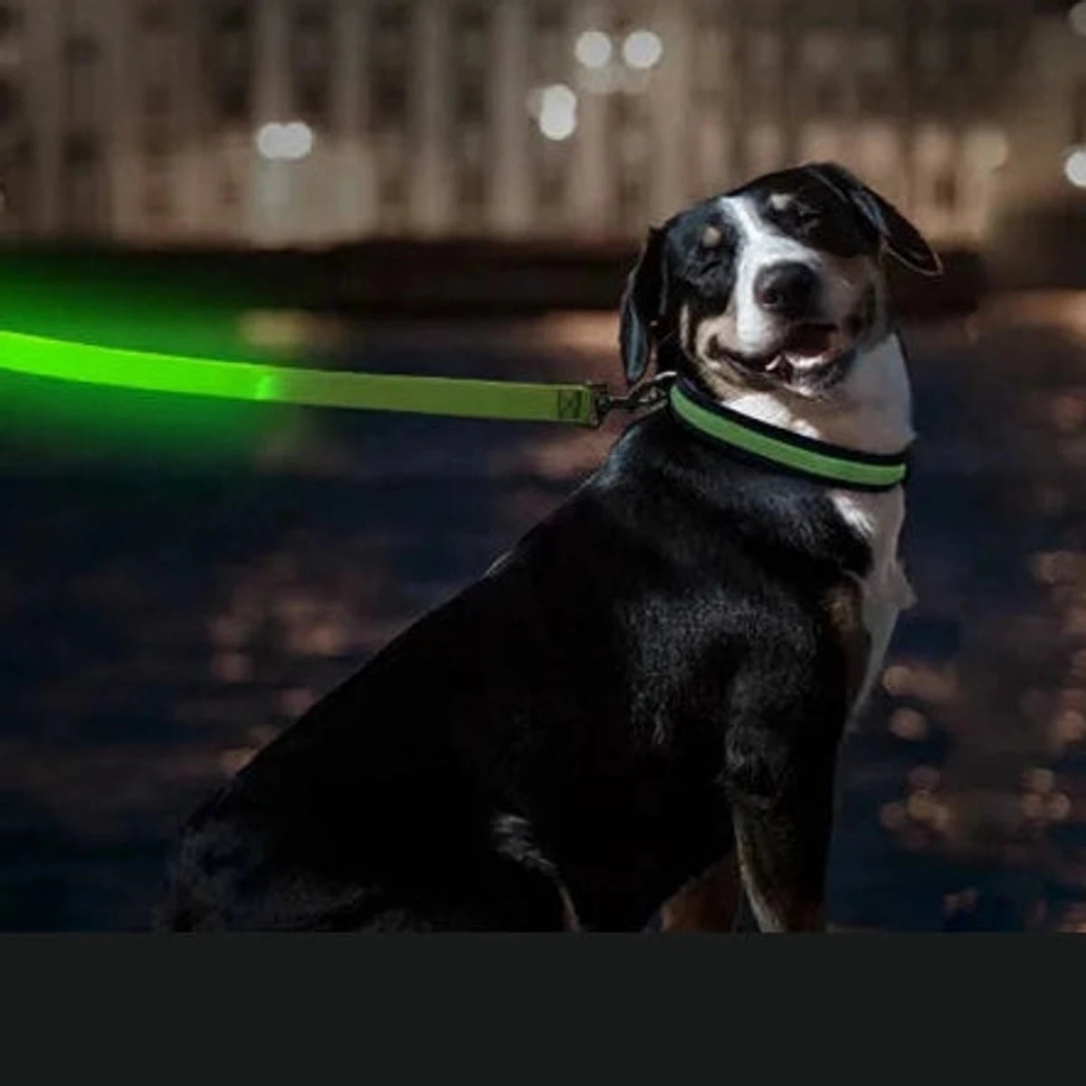PawCool USB wiederaufladbare LED-Hundeleine – 3 Leuchtmodi für Sicherheit bei Nacht