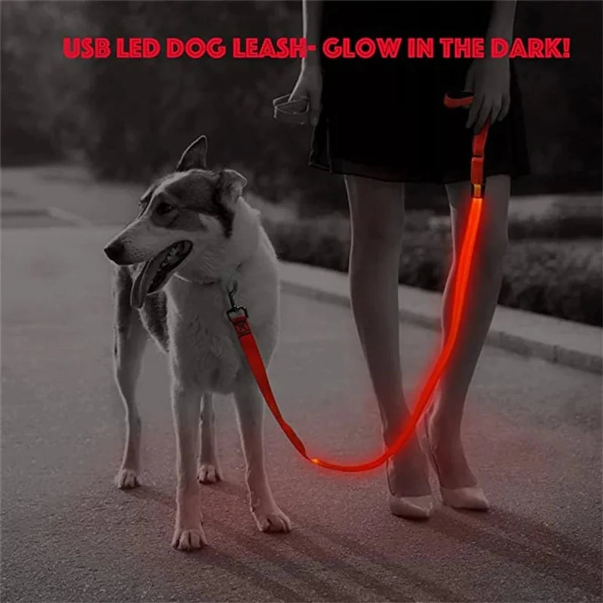 PawCool USB wiederaufladbare LED-Hundeleine – 3 Leuchtmodi für Sicherheit bei Nacht
