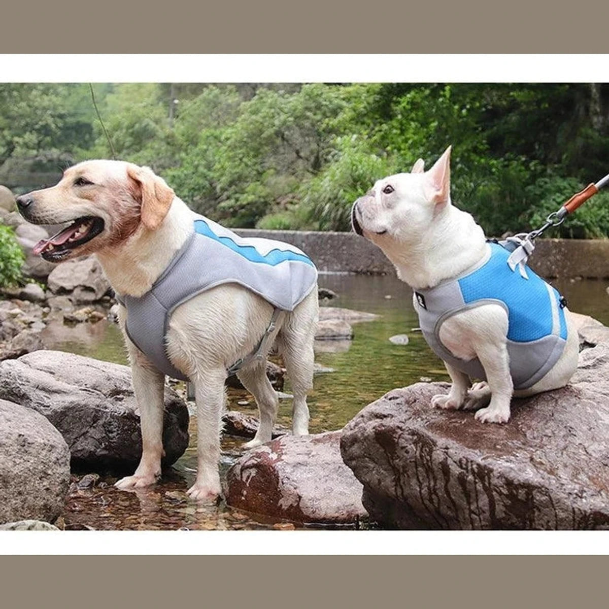 PawCool Eisseide-Kühlweste für große Hunde