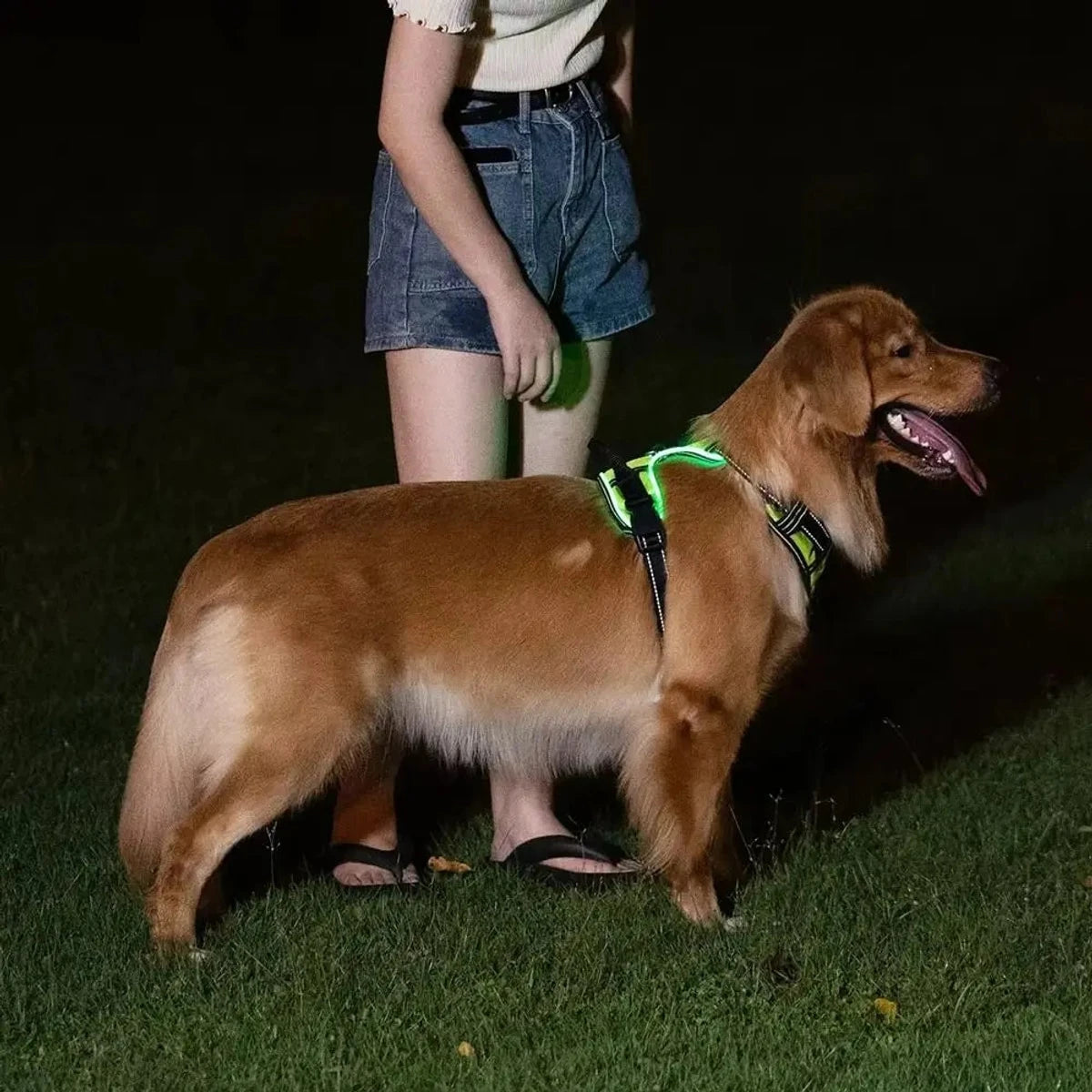 PawCool LED Leuchthundegeschirr – Verstellbares Blinkhalsband für Spaziergänge bei Nacht