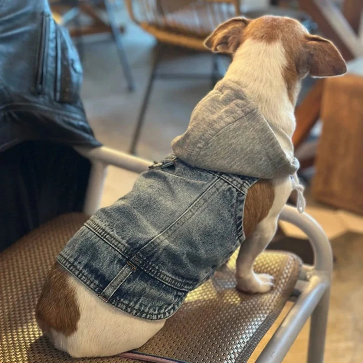 PawCool Denim Dog Jacket – Cool Jean Vest Harness for Small Dogs