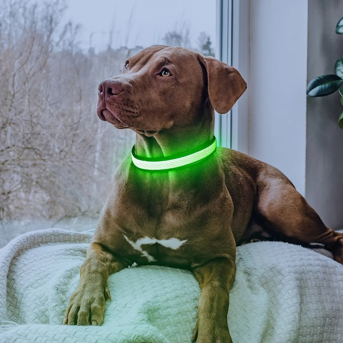 PawCool ошейник для собак с зеленым светодиодом, регулируемый, нейлоновый, для ночной видимости